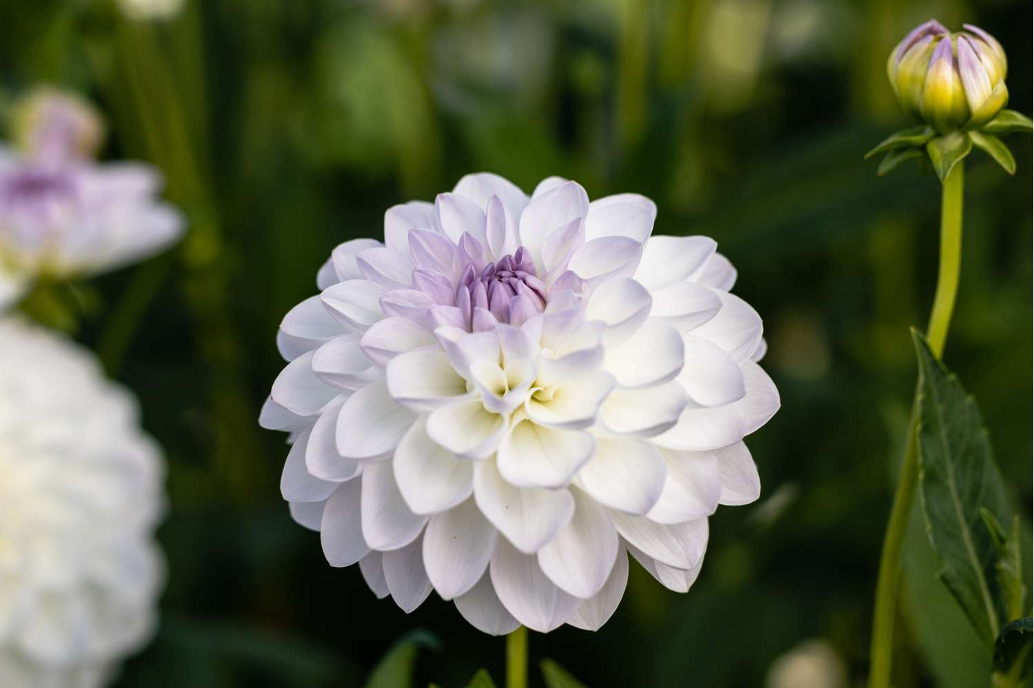 Dahlia 'Eveline'